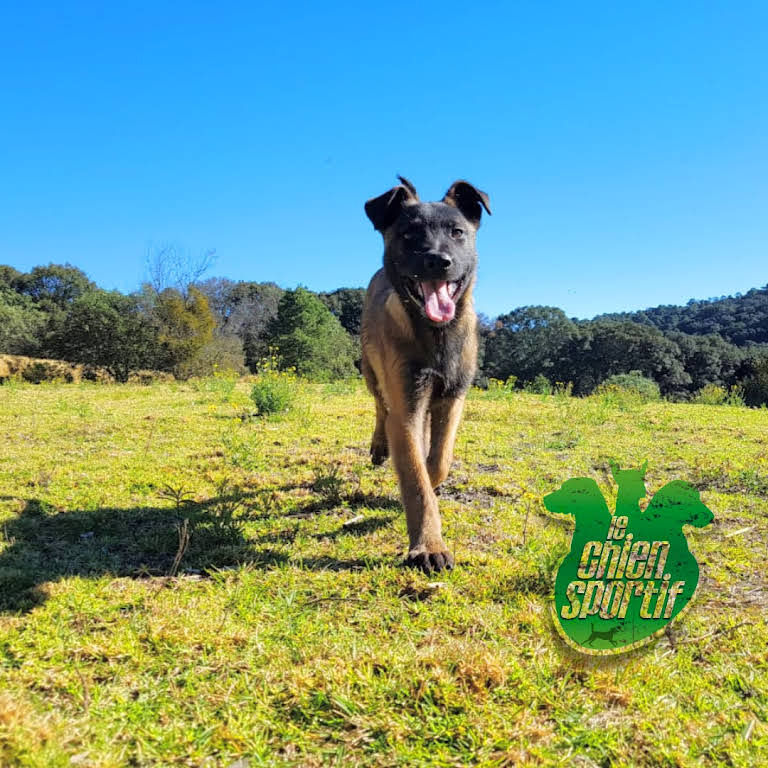 Perro corriendo en el campo