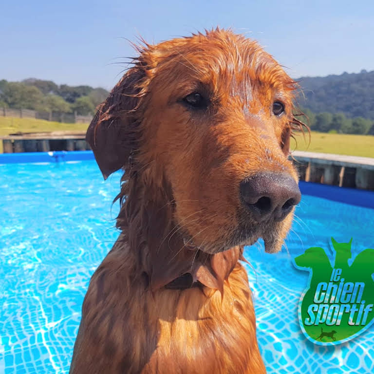 Perro en la alberca de Le Chien Sportif