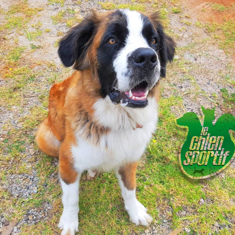 Perro San Bernardo en el campo de Le Chien Sportif