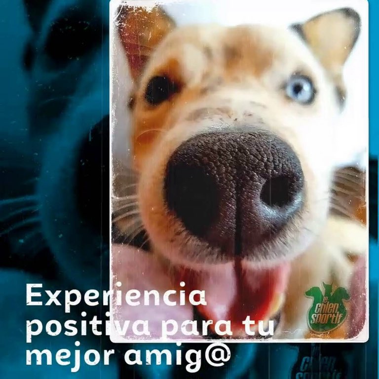 Perro disfrutando su día